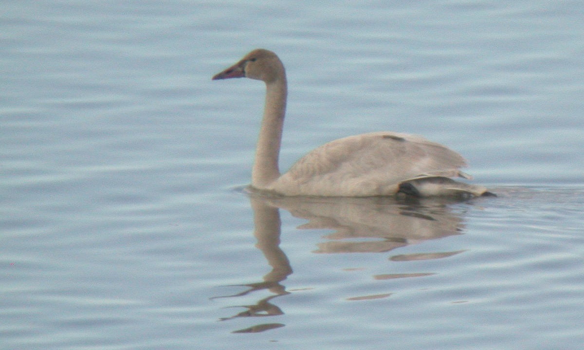 Cisne Chico (neártico) - ML628271260