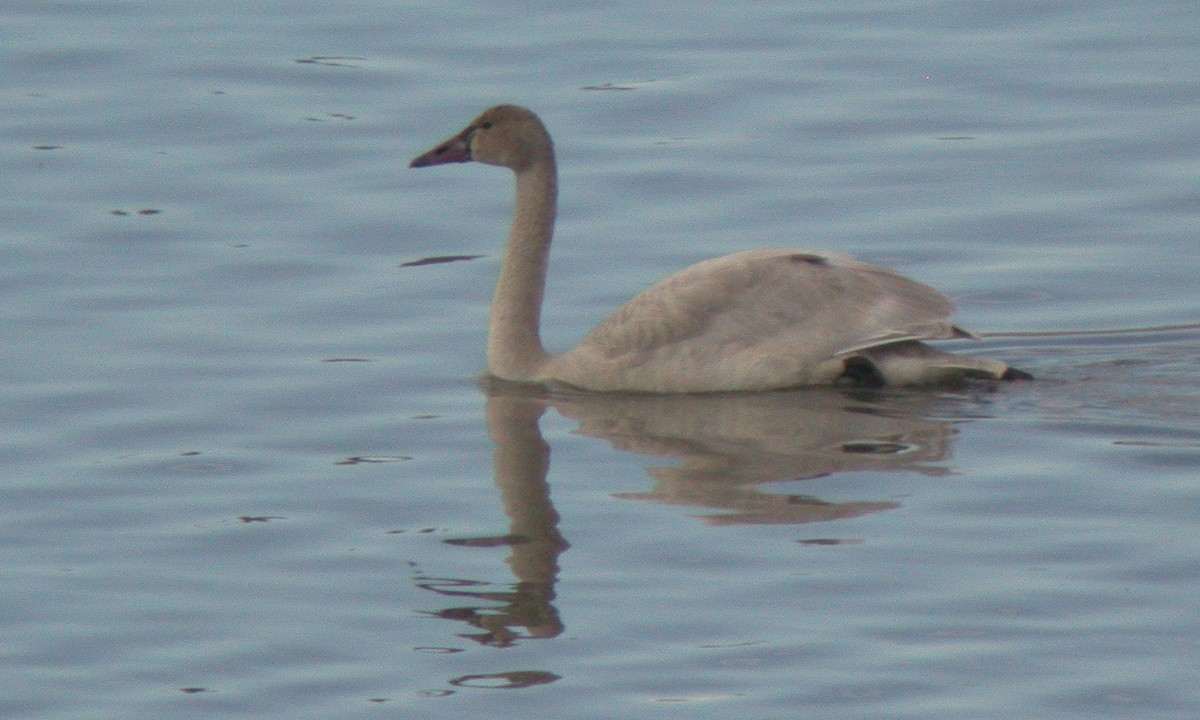Cisne Chico (neártico) - ML628271261