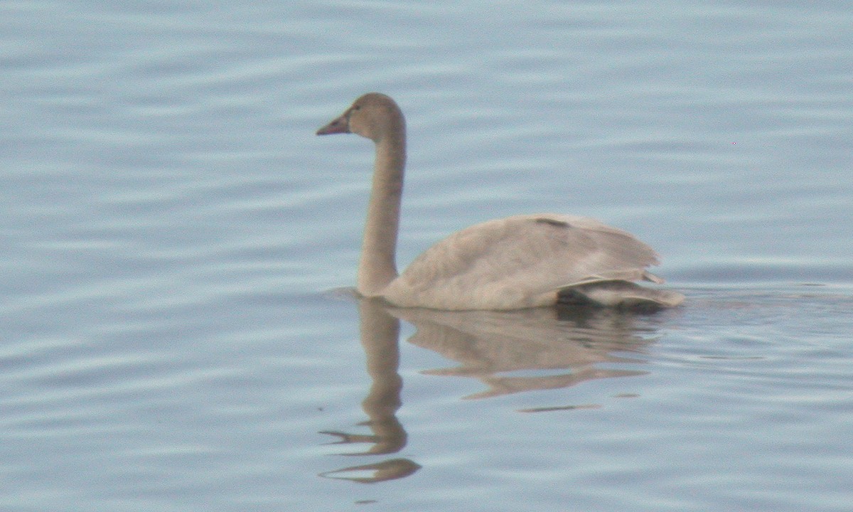 Cisne Chico (neártico) - ML628271262