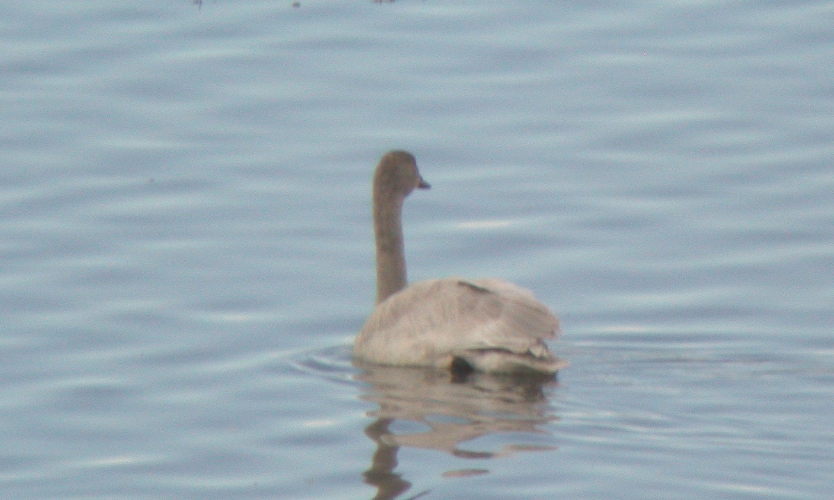 Cisne Chico (neártico) - ML628271263