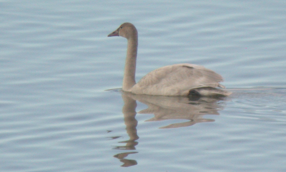 Cisne Chico (neártico) - ML628271264
