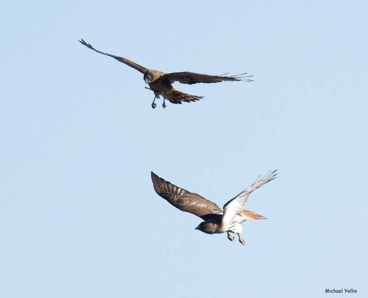Northern Harrier - ML628271497