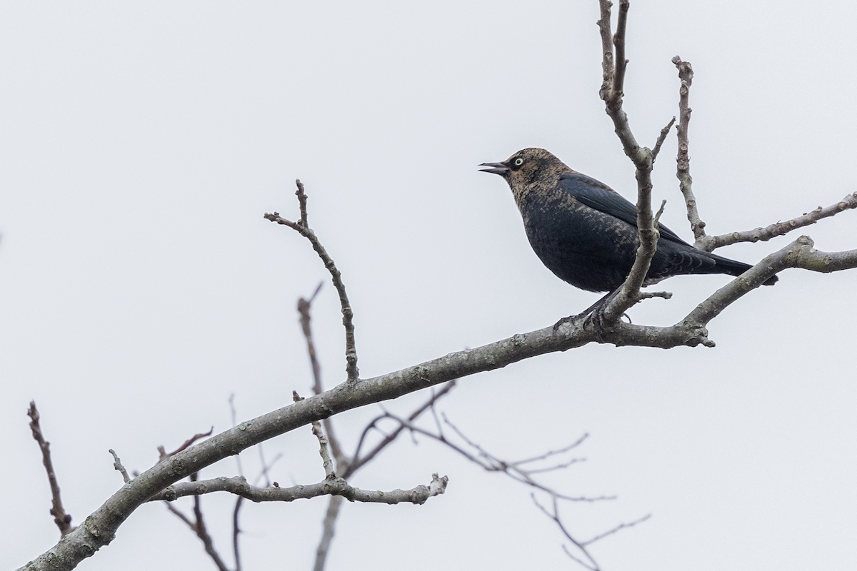 Rusty Blackbird - ML628271507