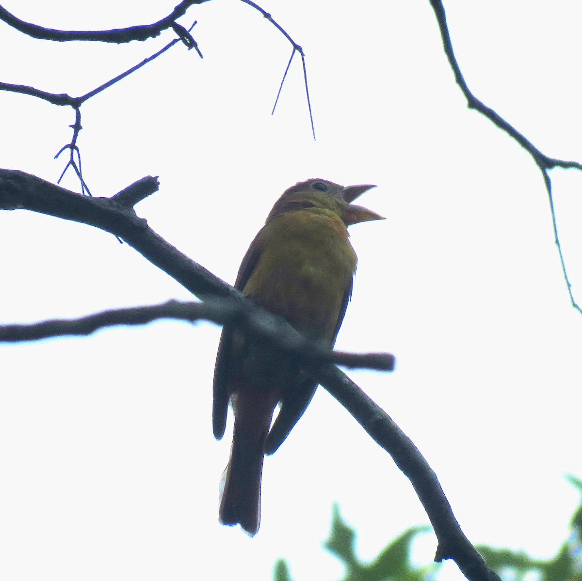 Summer Tanager - ML628271620