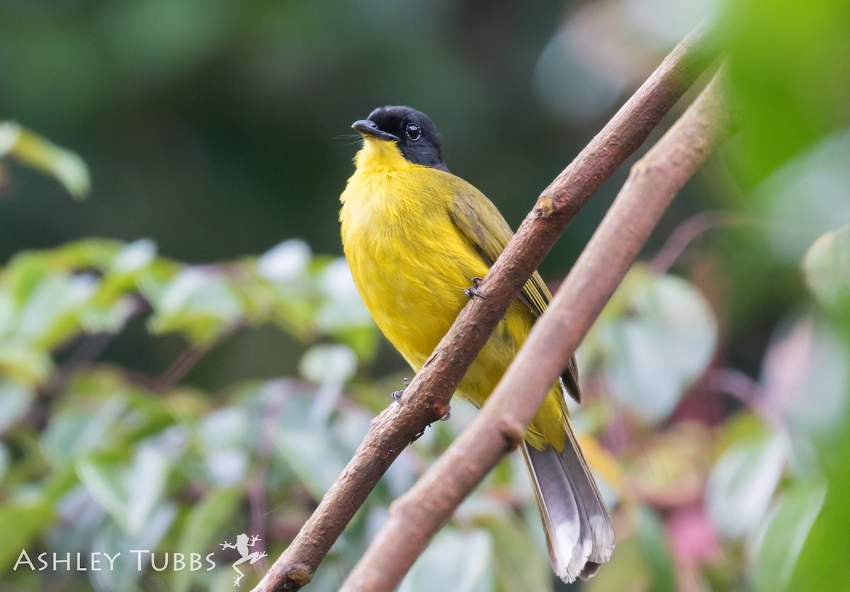 Bulbul à tête noire - ML62827171