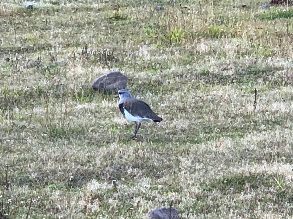 Southern Lapwing - ML628271710
