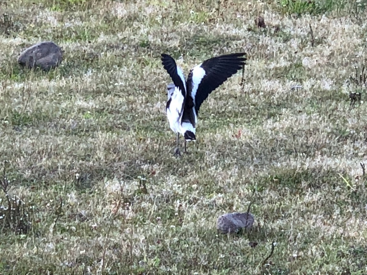 Southern Lapwing - ML628271711