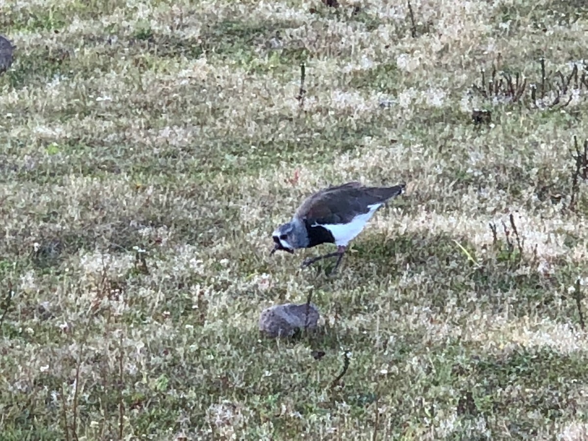 Southern Lapwing - ML628271712