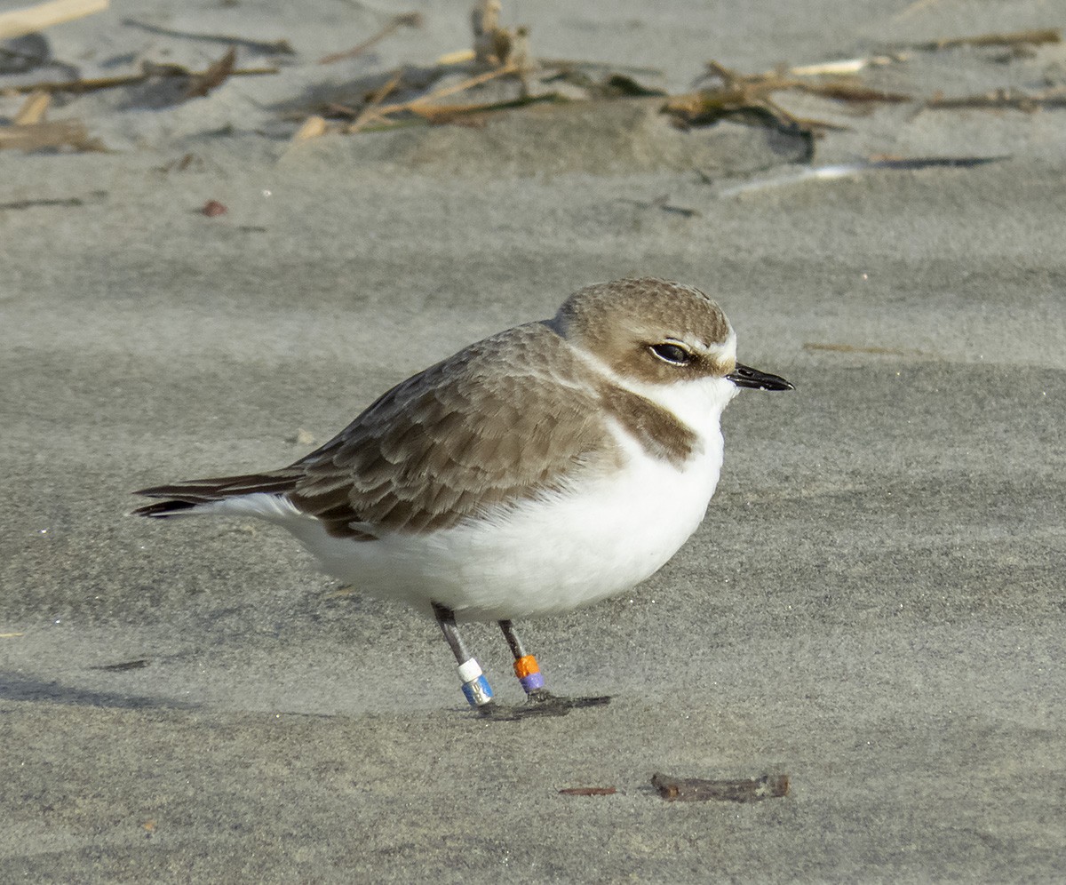 Snowy Plover - ML628271749