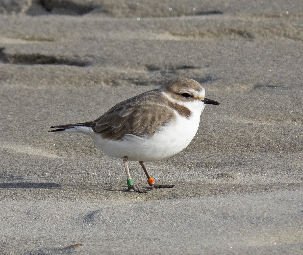 Snowy Plover - ML628271750