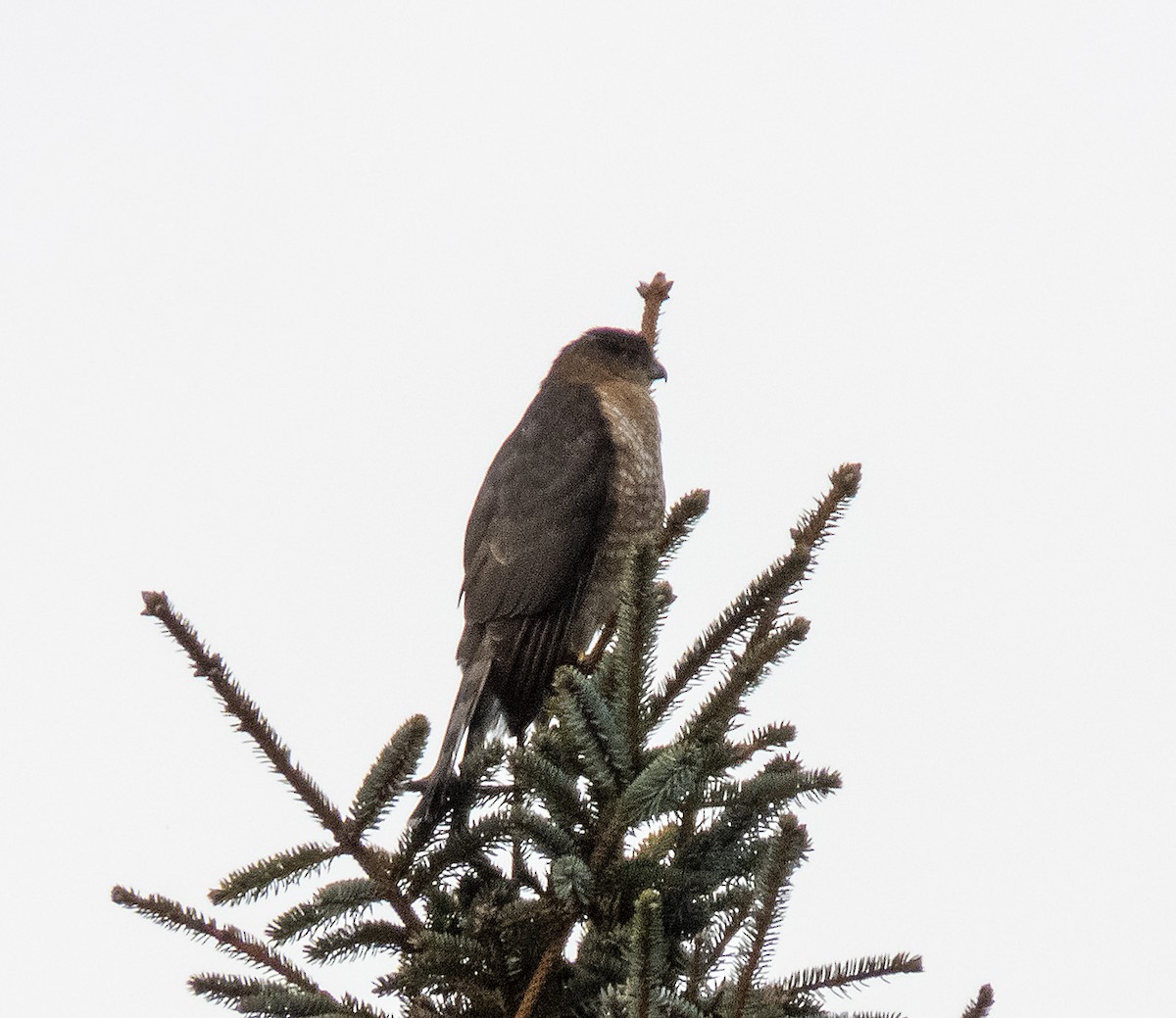 Sharp-shinned Hawk - ML628271826