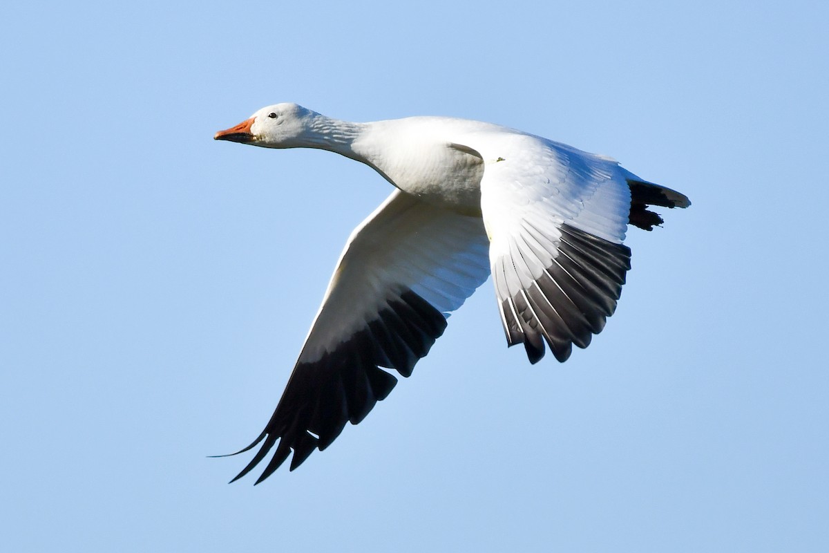Snow Goose - ML628271839