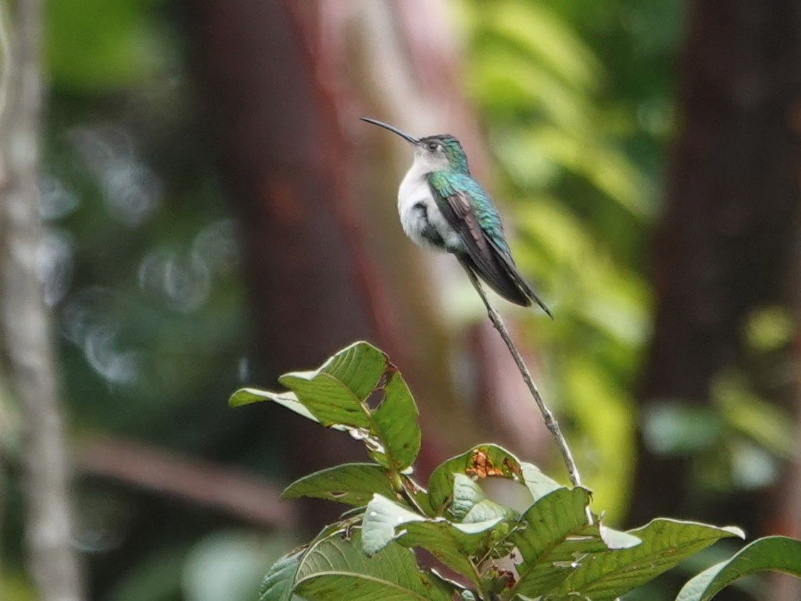 Wedge-tailed Sabrewing (Long-tailed) - ML628271867