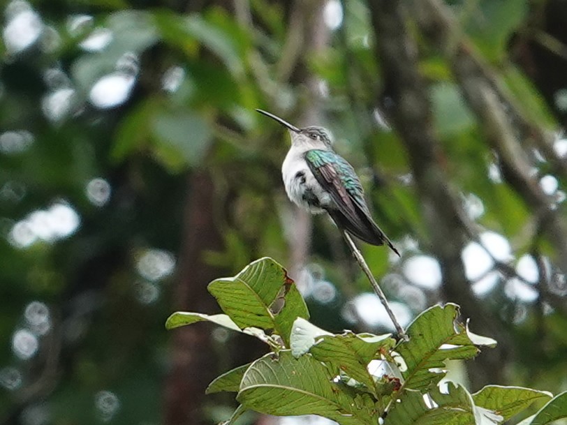 Wedge-tailed Sabrewing (Long-tailed) - ML628271868