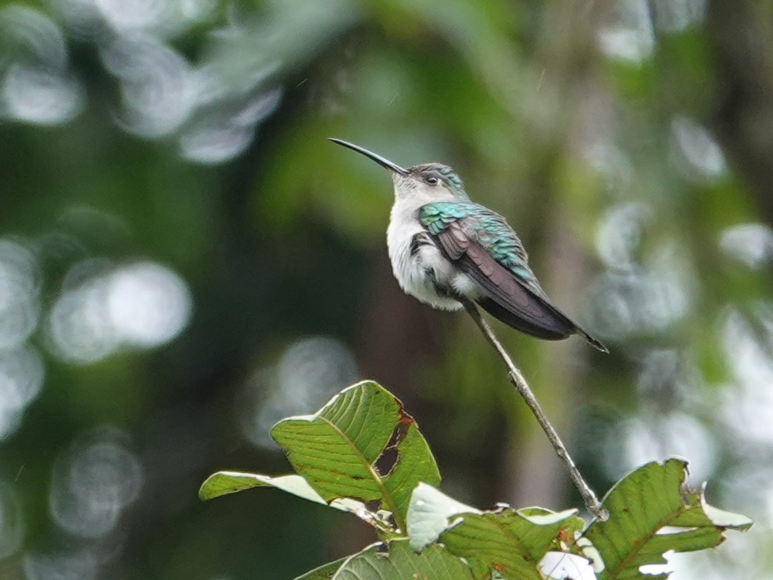 Wedge-tailed Sabrewing (Long-tailed) - ML628271869