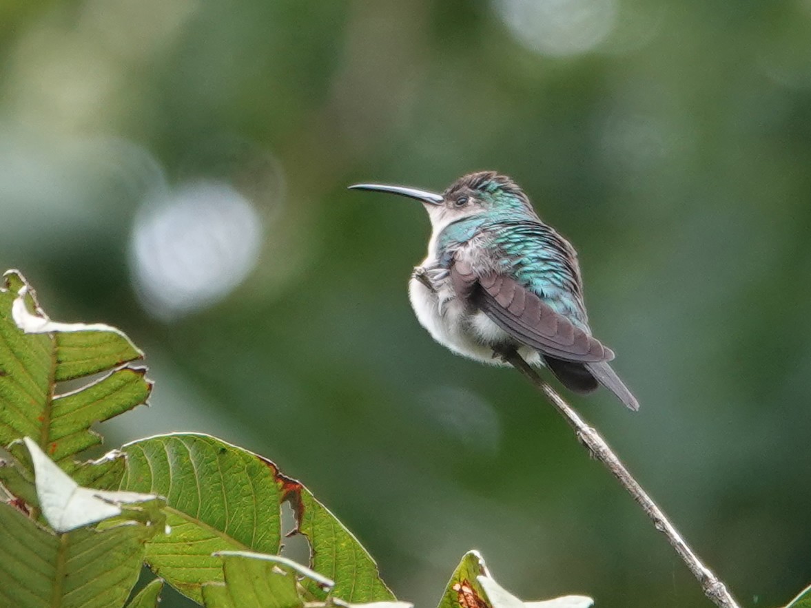 Wedge-tailed Sabrewing (Long-tailed) - ML628271870