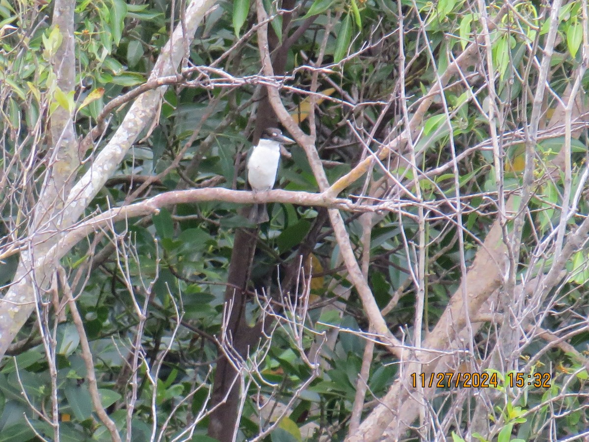 Torresian Kingfisher - ML628271876