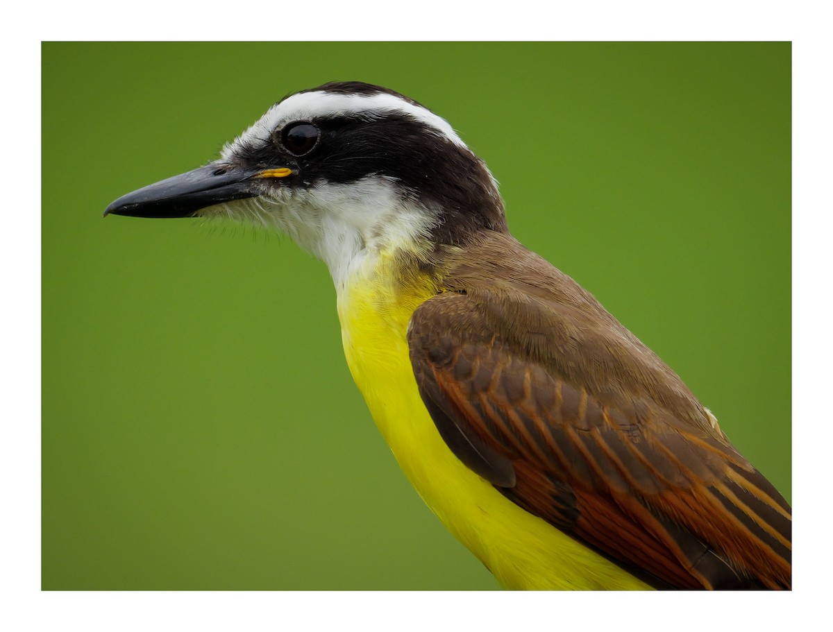 Great Kiskadee - ML628271910