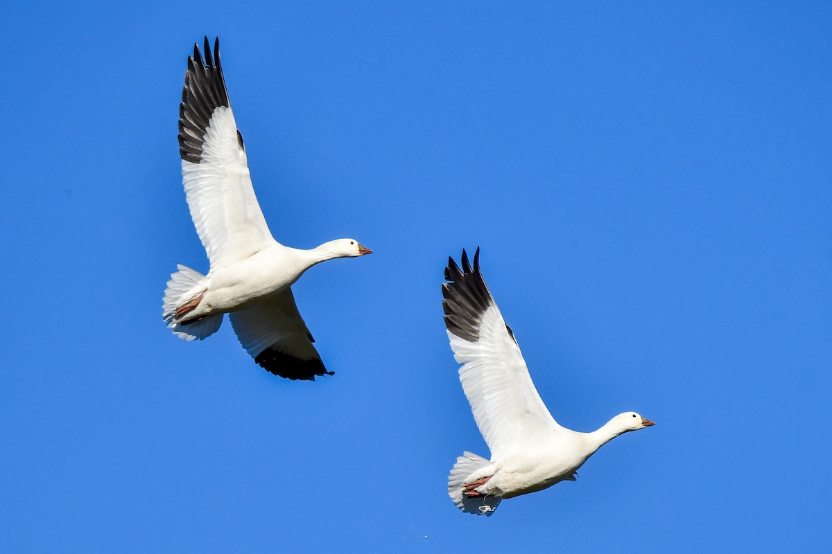 Ross's Goose - ML628271919