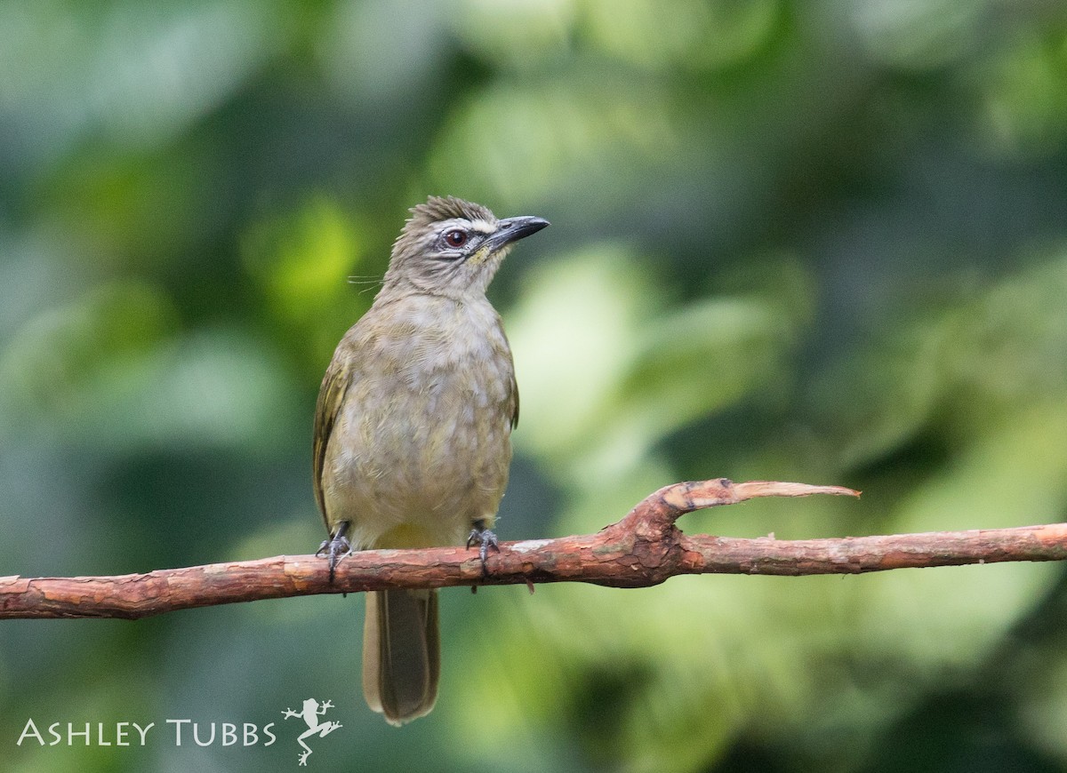 Bulbul à sourcils blancs - ML62827201