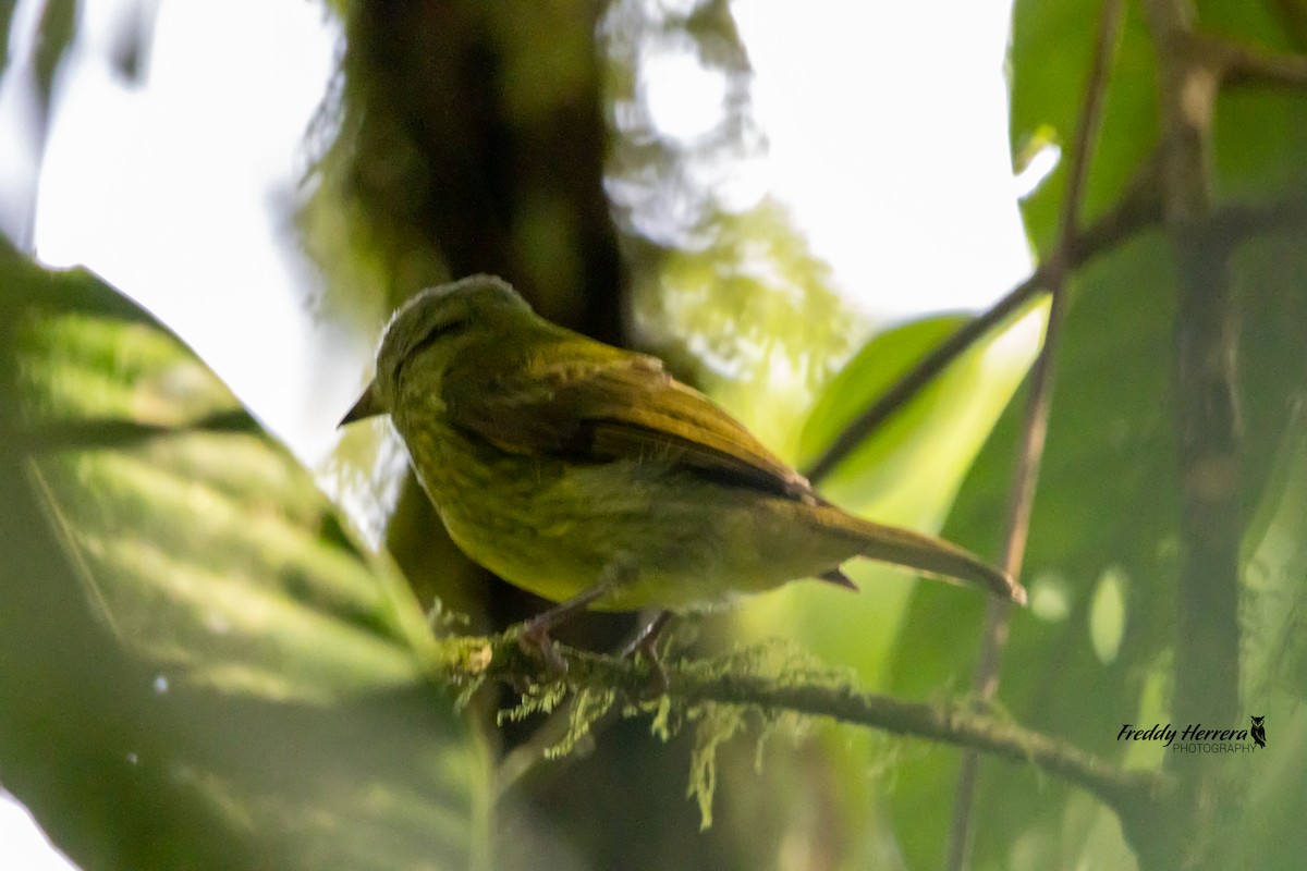 Olive-streaked Flycatcher - ML628272052