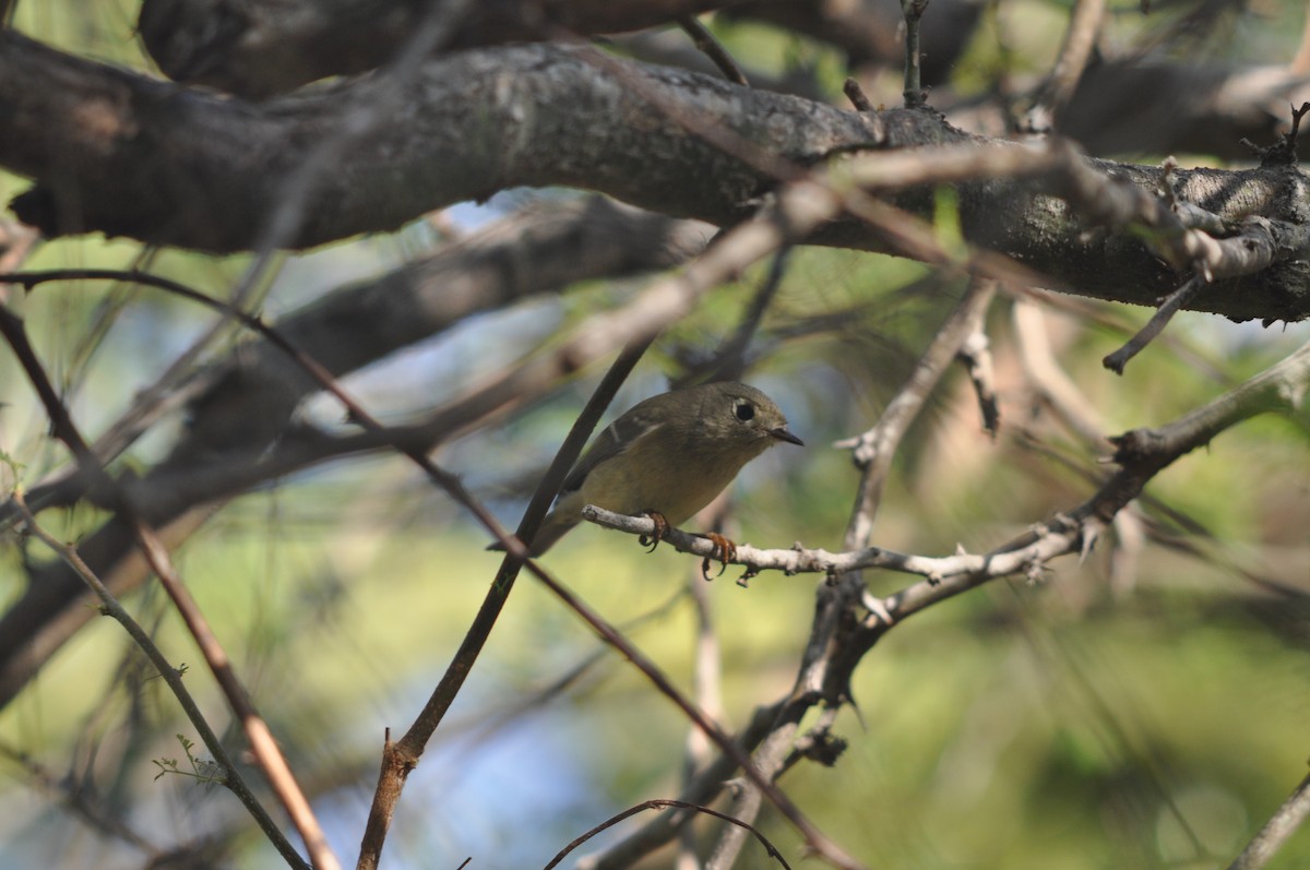 Ruby-crowned Kinglet - ML628272091