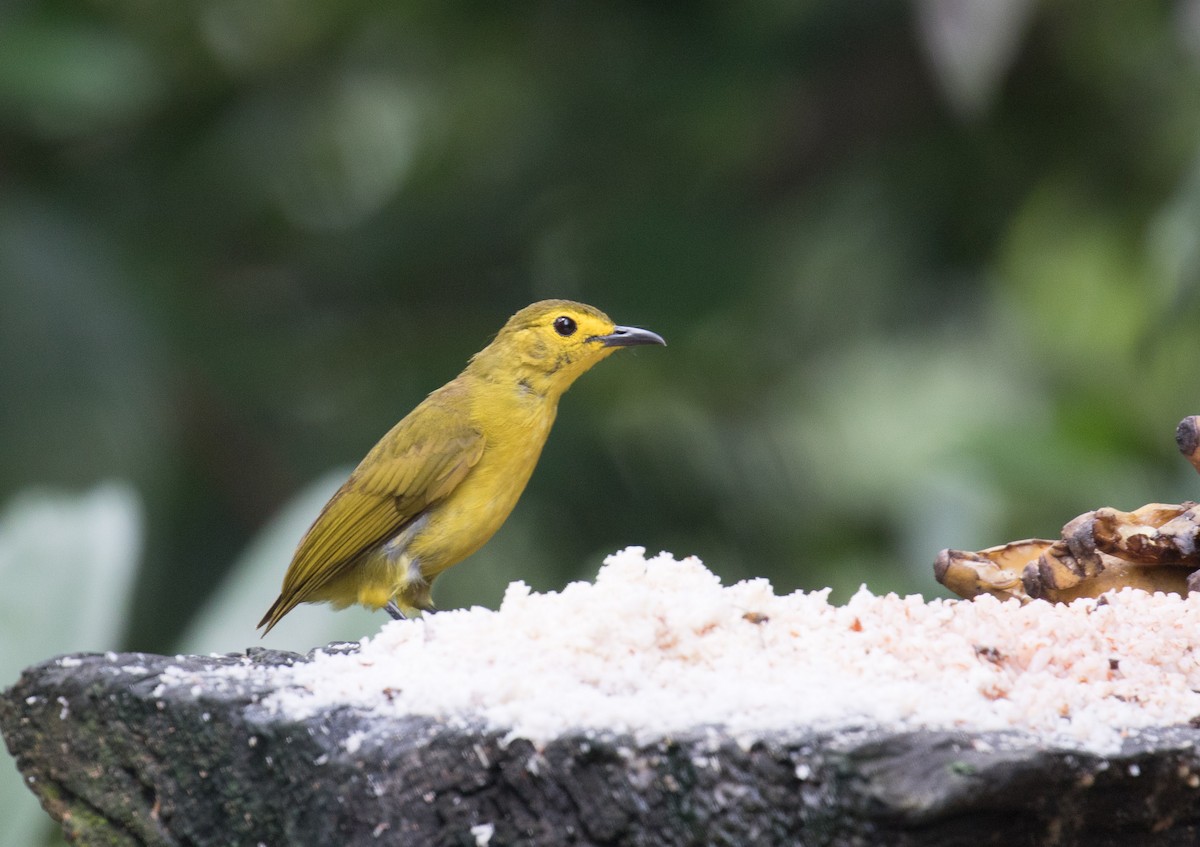 Bulbul Cejiamarillo - ML62827211