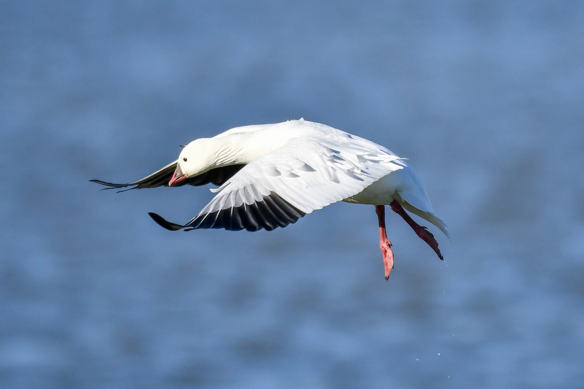 Ross's Goose - ML628272130