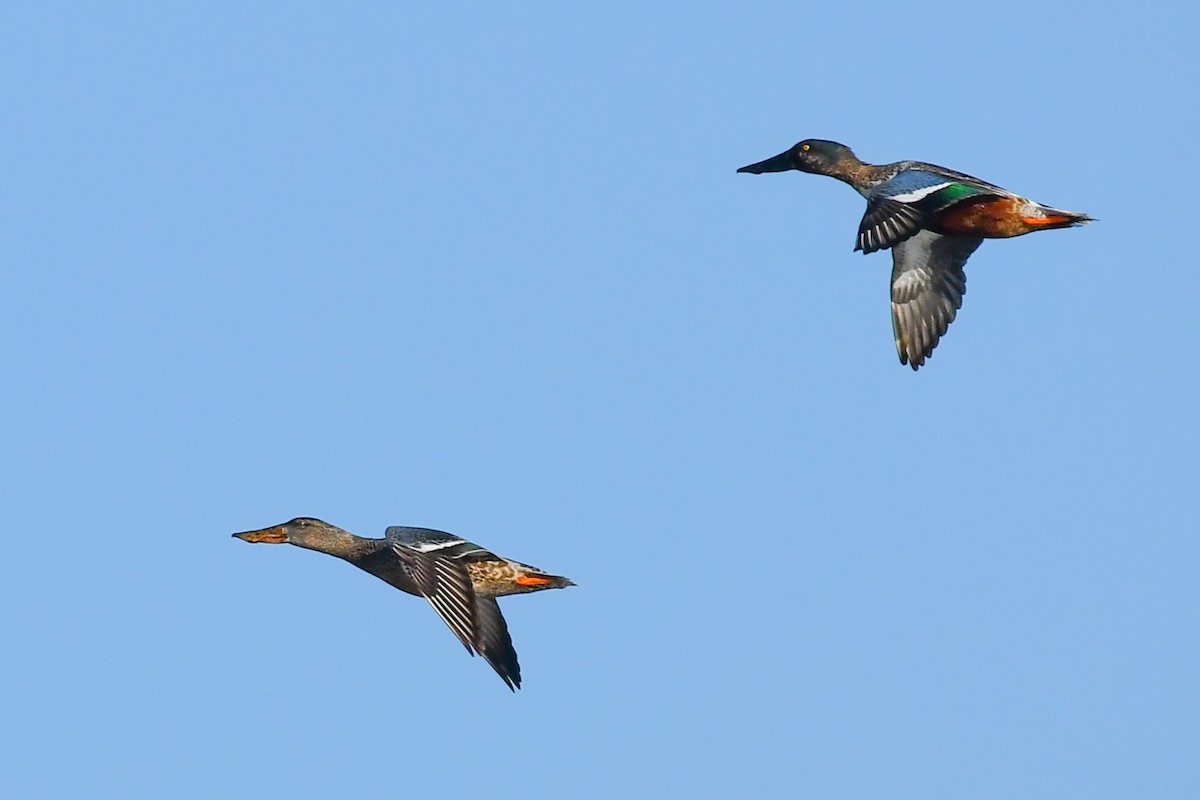 Northern Shoveler - ML628272203