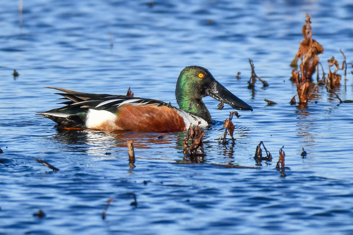 Northern Shoveler - ML628272222