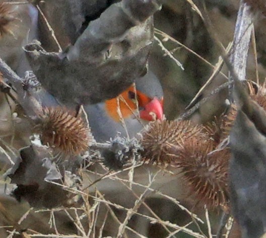 Orange-cheeked Waxbill - ML628272262