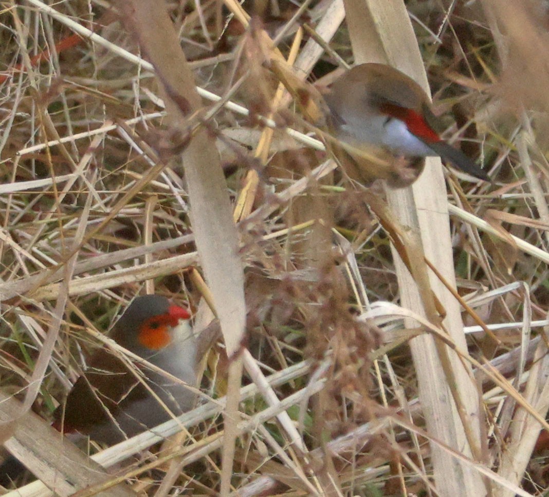 Orange-cheeked Waxbill - ML628272263