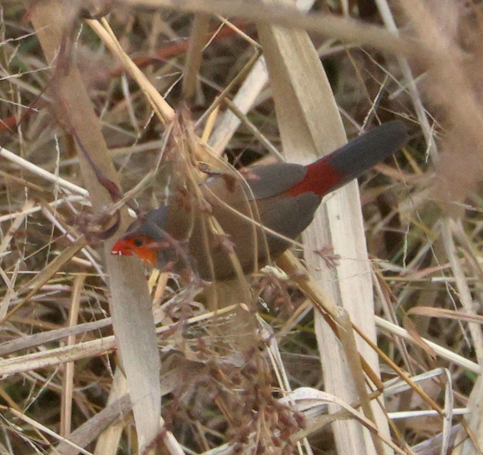 Orange-cheeked Waxbill - ML628272264