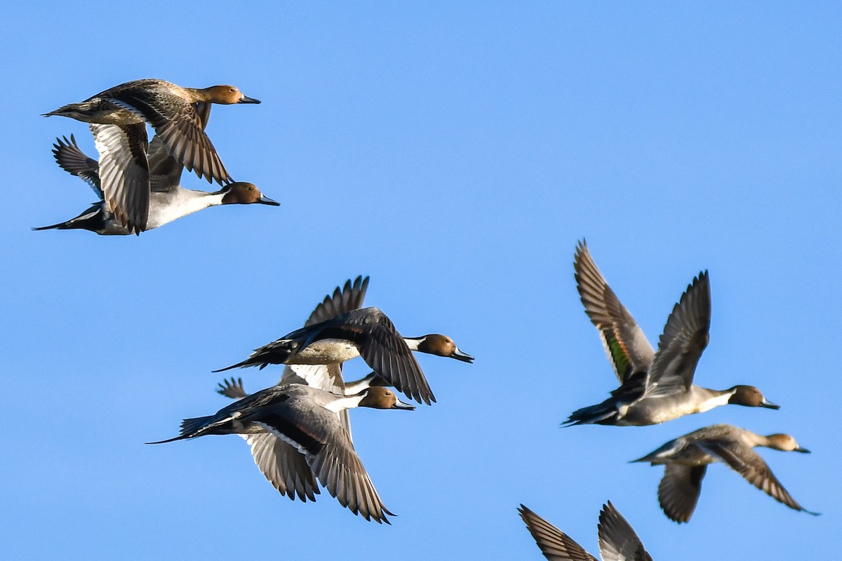 Northern Pintail - ML628272322