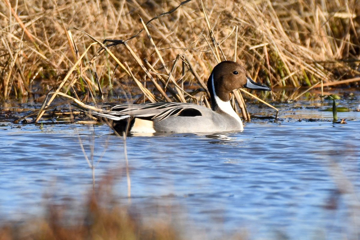 Northern Pintail - ML628272411