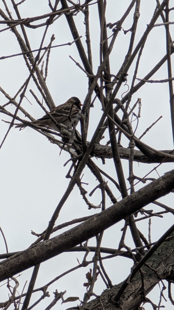 Harris's Sparrow - ML628272486