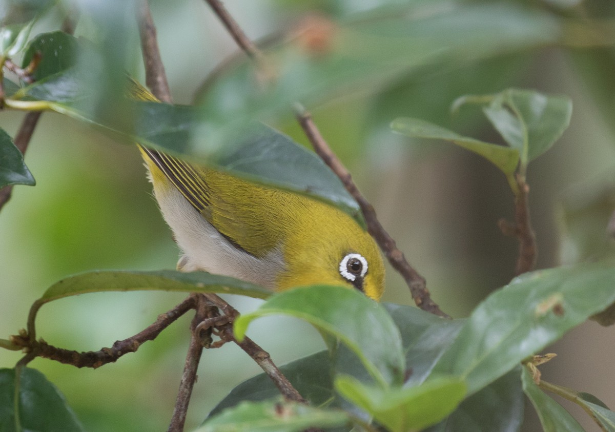 Indian White-eye - ML62827251