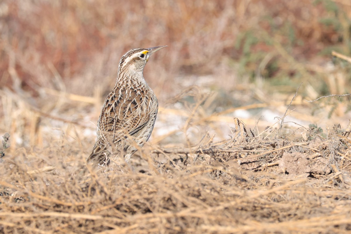 Western Meadowlark - ML628272720