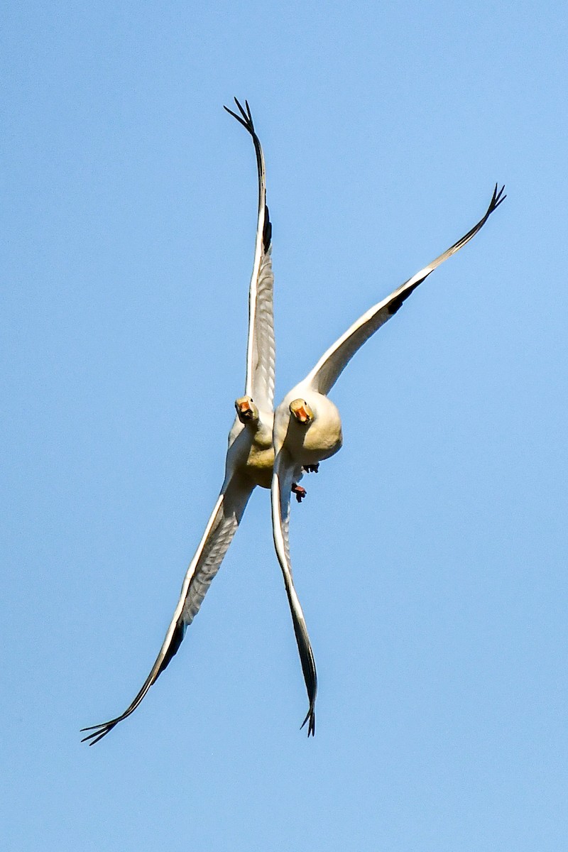 Snow Goose - ML628272767