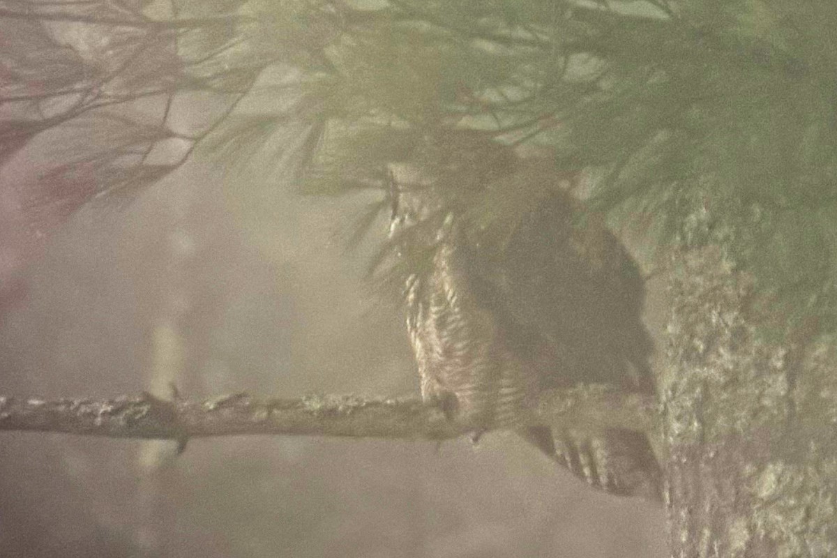 Great Horned Owl - ML628272785