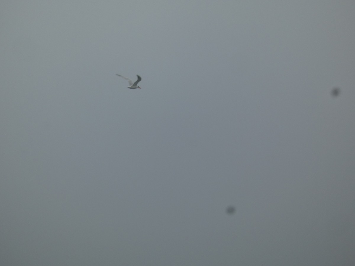 Royal Tern - ML628272834