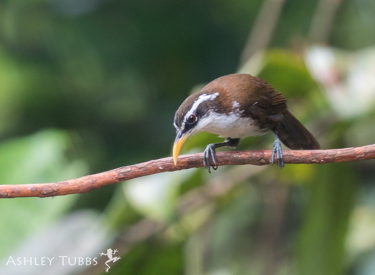 Sri Lanka Scimitar-Babbler - ML62827291