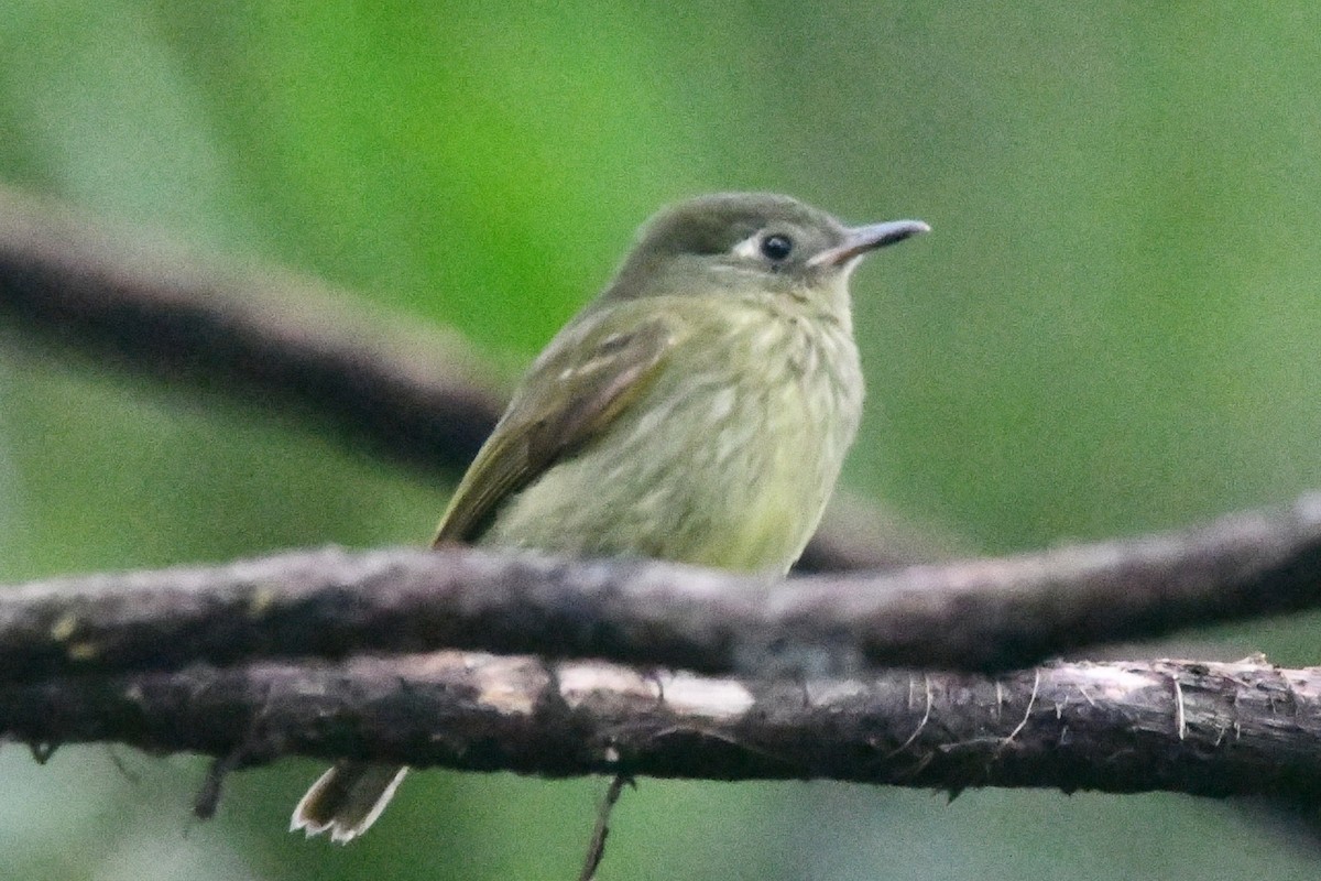 Olive-streaked Flycatcher - ML628272911