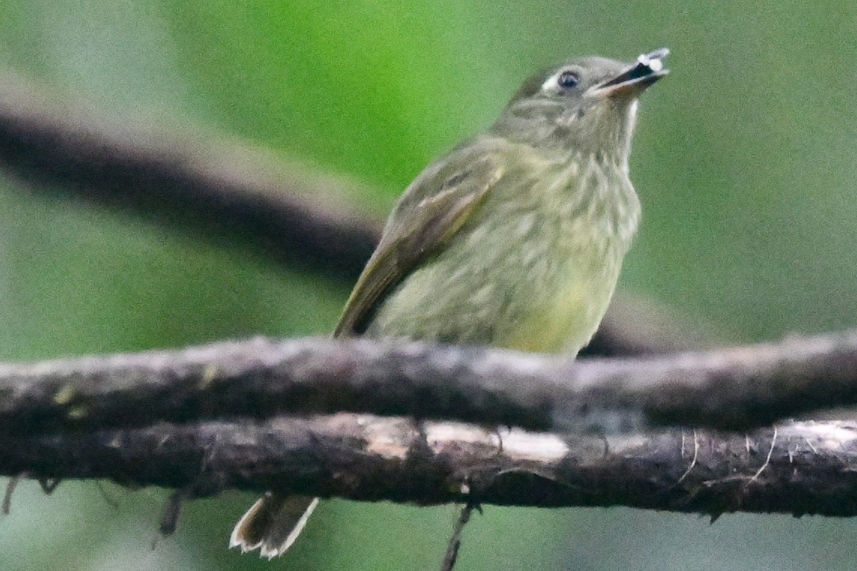 Olive-streaked Flycatcher - ML628272912