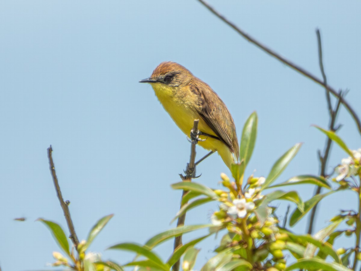 Ticking Doradito - ML628272913