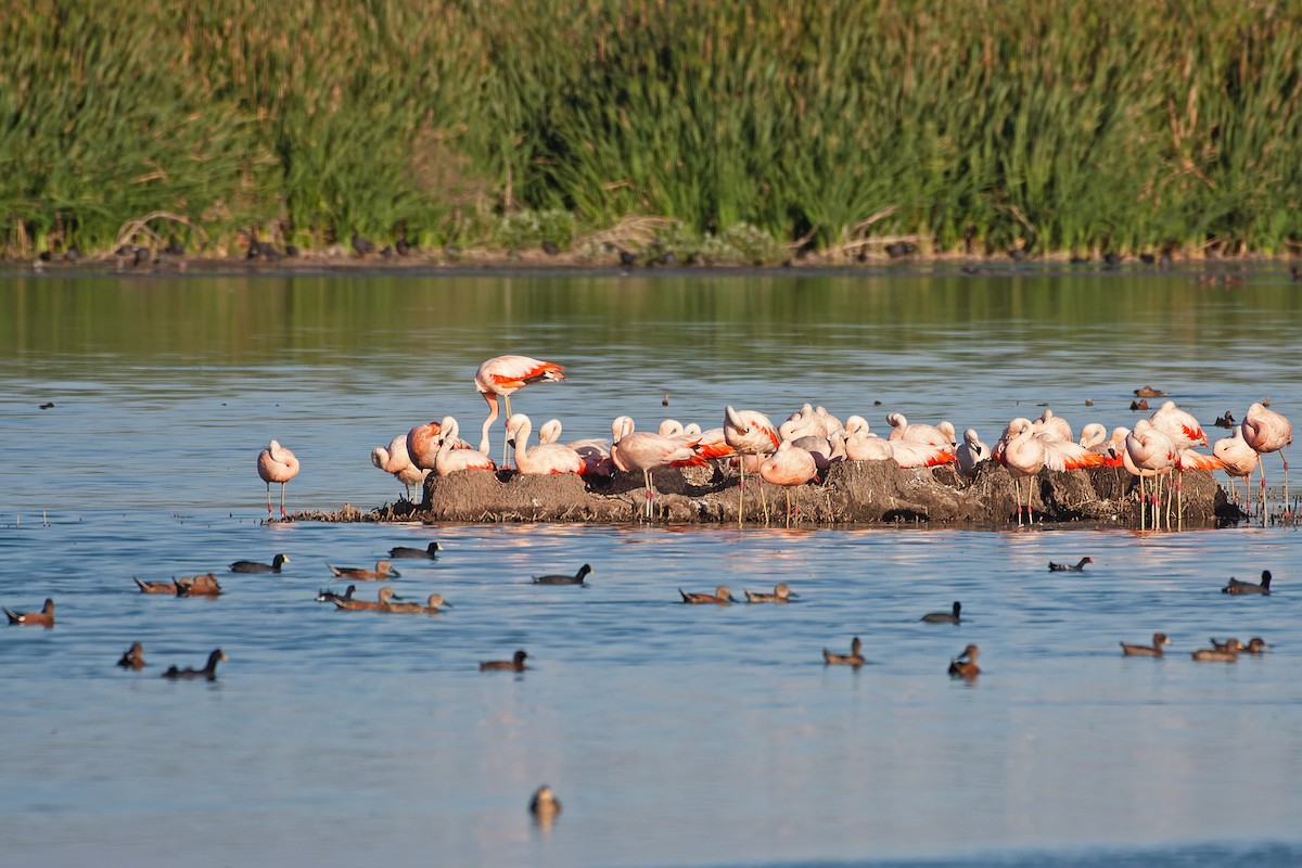 Chilean Flamingo - ML628272991