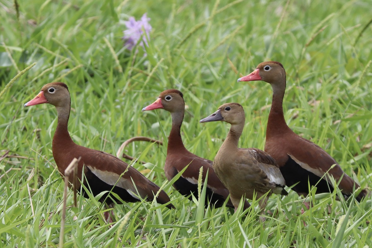 Black-bellied Whistling-Duck - ML628272995