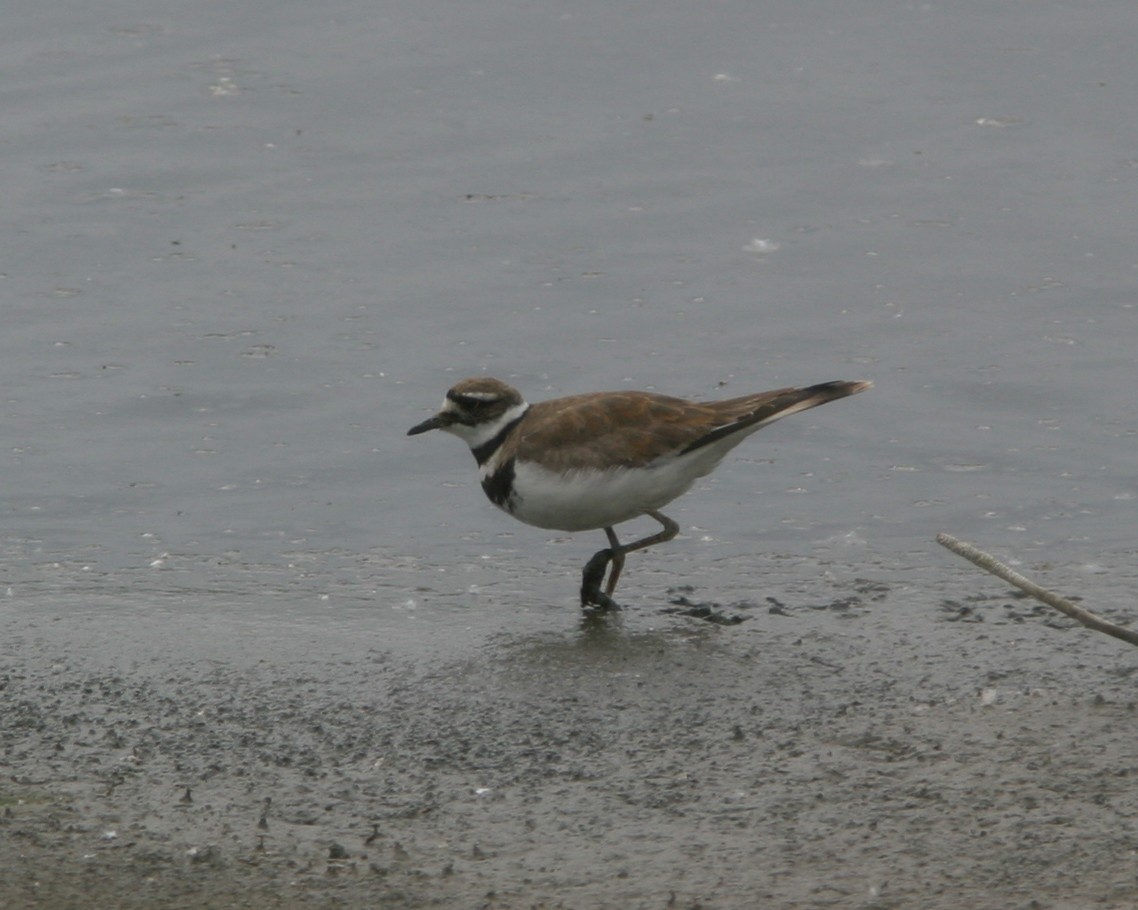 Killdeer - ML628273093