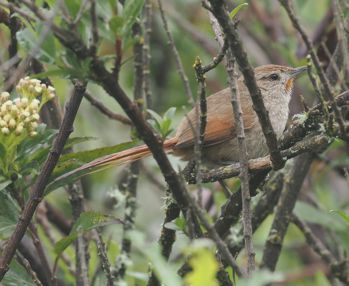 Rusty-fronted Canastero - ML628273232