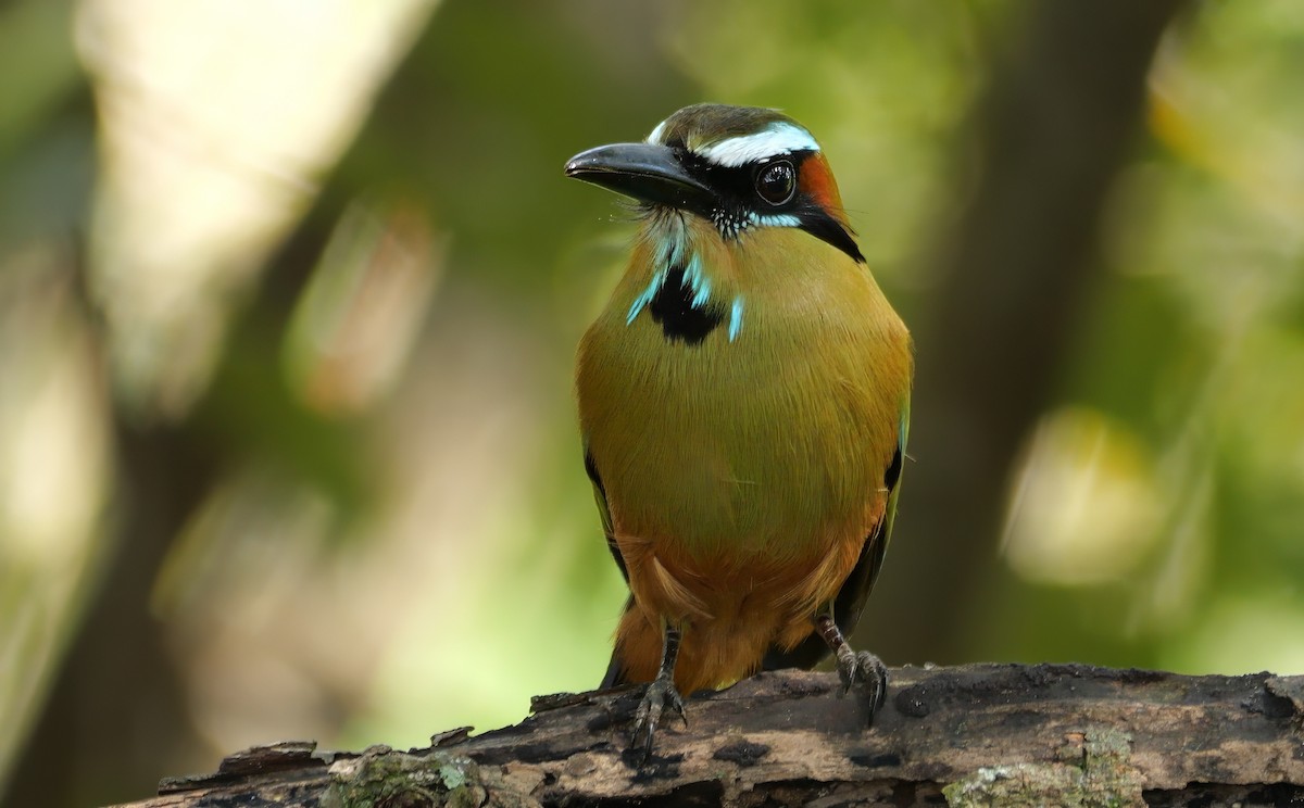 Turquoise-browed Motmot - ML628273237